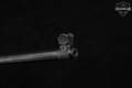 2016 Sturm Ruger Mini-14 Stripped Receiver+Barrel 5.56mm NATO Blued in Good Condition Image 4