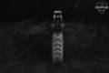 2016 Sturm Ruger SR22 .22 LR Black Anodized in Excellent Condition Image 4