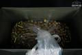 Sellier & Bellot Sellier & Bellot .45 ACP Ammunition .45 ACP in New - Old Stock Condition Image 3