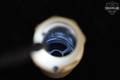 SureFire Warden Fast-Attach Blast Regulator Multi in Very Good Condition Image 5