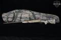 Browning X-Bolt Speed Hells Canyon 7mm Rem. Mag. Bronze in Excellent Condition Image 2