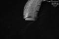 Heckler & Koch (H&K, HK) VP9 9mm Luger Black in Very Good Condition Image 4
