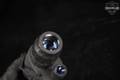 SightMark Ghost Hunter 2X24 Monocular in Very Good Condition Image 4