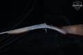 American Arms Company Victor 12 Gauge Blued in Poor Condition Image 2