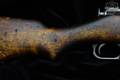 1942 Sako M39 7.62x54R Blued in Fair Condition Image 4
